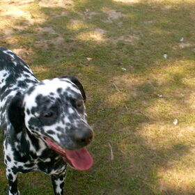 Hondenfoto van Yasmine, Perdie & Orga
