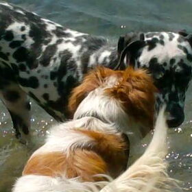 Hondenfoto van Yasmine, Perdie & Orga