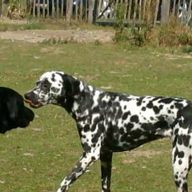 Hondenfoto van Yasmine, Perdie & Orga