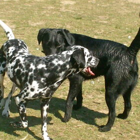 Hondenfoto van Yasmine, Perdie & Orga