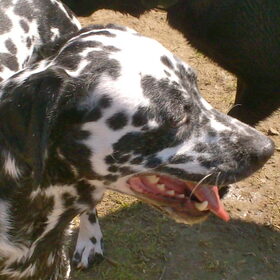 Hondenfoto van Yasmine, Perdie & Orga