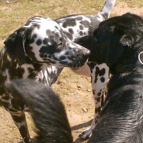 Hondenfoto van Yasmine, Perdie & Orga