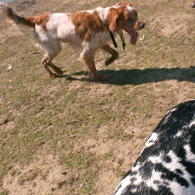 Hondenfoto van Yasmine, Perdie & Orga