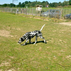 Hondenfoto van Yasmine, Perdie & Orga