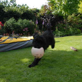 Hondenfoto van Dewi & de doodles