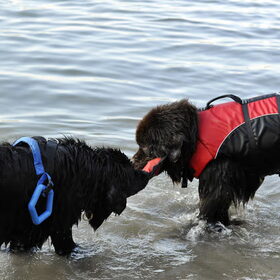 Hondenfoto van Inge, Rottweiler Nika & m'n Canadeesje(s)