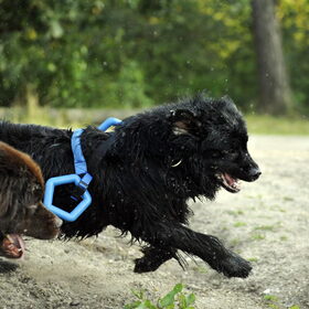 Hondenfoto van Inge, Rottweiler Nika & m'n Canadeesje(s)