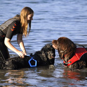 Hondenfoto van Inge, Rottweiler Nika & m'n Canadeesje(s)