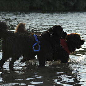 Hondenfoto van Inge, Rottweiler Nika & m'n Canadeesje(s)