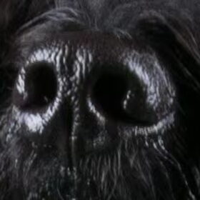 Neusje |Google