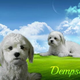 Hondenfoto van Melissa, Dempsey, Taiko, Minos & *Nina*