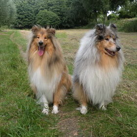 Hondenfoto van Dorie, Falcor †,  Atreyu en Jaydee