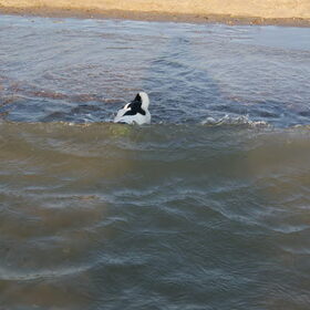 Koppie onder