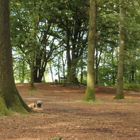Hondenfoto van team Shadow