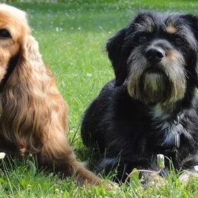 Fellow en zijn beste (doggydance) vriendje Doby