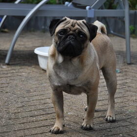 Hondenfoto van Abby &Google 