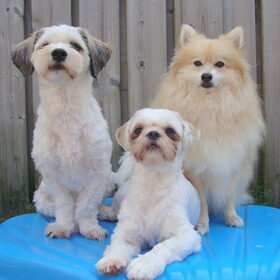 Sammy, Deva & Cloudy