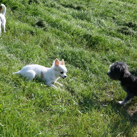 honden uit neede en lichtenvoorde op de wei.SNUFFELEXPRESS