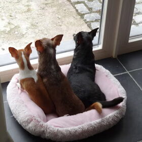 Hondenfoto van Arianne,Billy,Senna en Chica