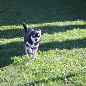 Apie Billy gaat ook effe los!!!