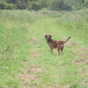 Hondenfoto van Zoë
