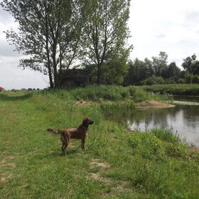 Hondenfoto van Zoë