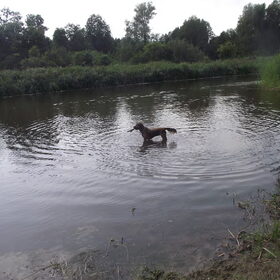 Hondenfoto van Zoë