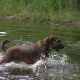 Hondenfoto van Zoë