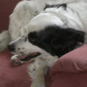 Flippie met botje helemaal in haar sas X