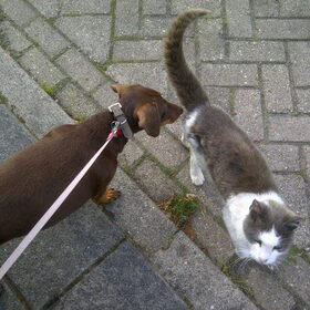 Lieve Camila met de buurtpoes