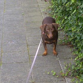 Prinsesje aan de wandel
