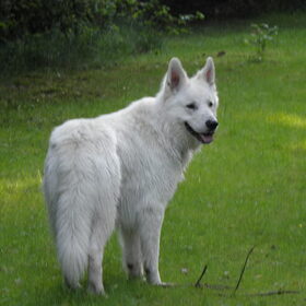 Hondenfoto van Linda 
