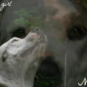Hondenfoto van Melissa, Dempsey, Taiko, Minos & *Nina*