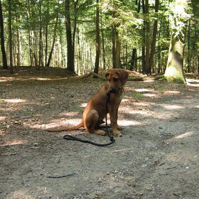 Alleen aangelijnd in het bos. Gelukkig kan hij zijn 'zit' en…