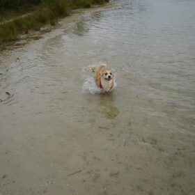 Hondenfoto van Miepje en Keetje.