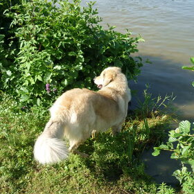 Yucca voor de eerste keer in het water