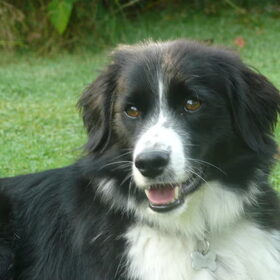 Hondenfoto van silke & woody 