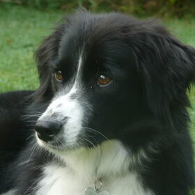 Hondenfoto van silke & woody 