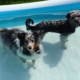 Lizzie en buurhondje Joy