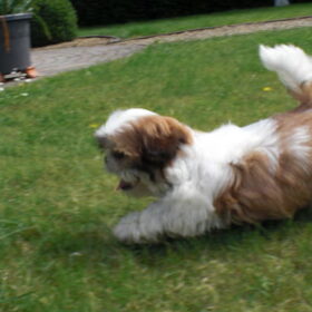 Hondenfoto van Emely, Bently's baasje