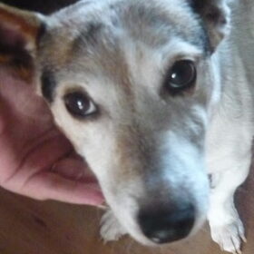 Hondenfoto van Nino, Chico en Storm (†) 