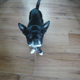 Hondenfoto van Nino, Chico en Storm (†) 