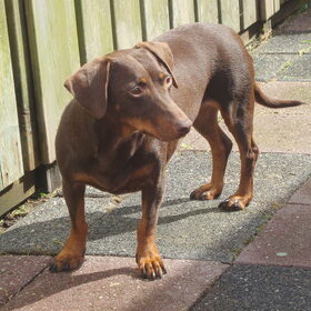 Prinsesje