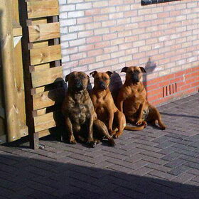 vader Junior - dochter Isa - moeder Ginger