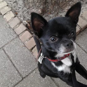 Hondenfoto van Nino, Chico en Storm (†) 