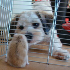 Bobje Marley en Sammy