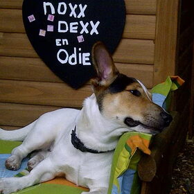 Noxx de bodyguard.