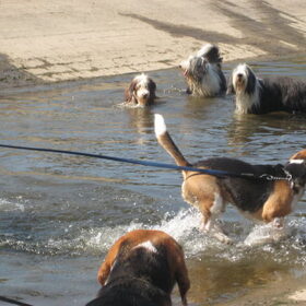 waterpret in augustus09 met 3 bearded collies!