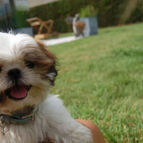 Hondenfoto van Emely, Bently's baasje