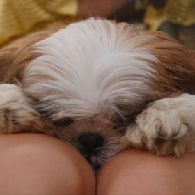 Hondenfoto van Emely, Bently's baasje